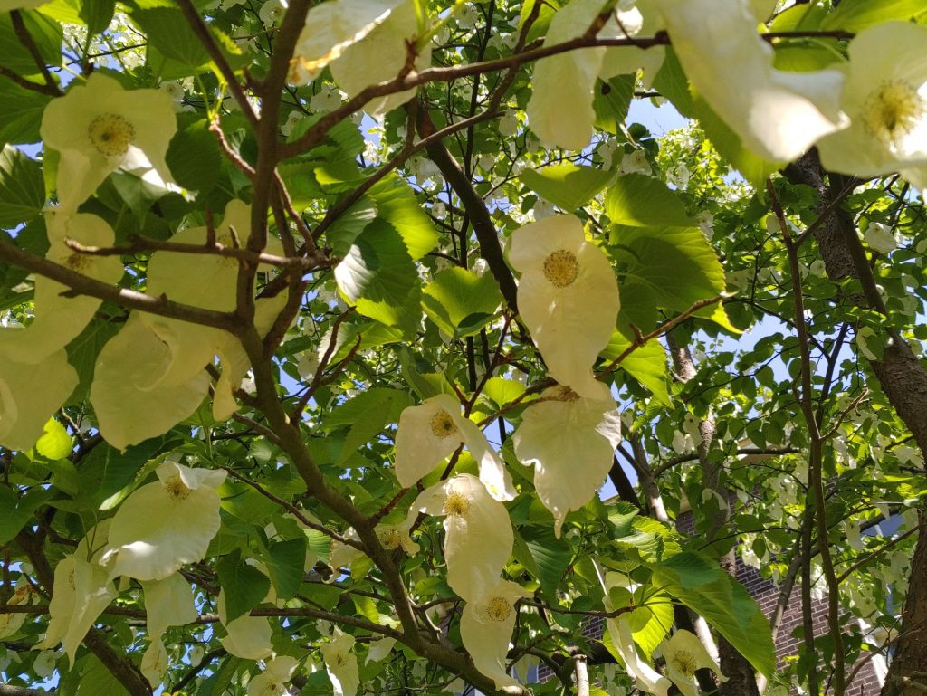 Delft Botanical Garden
Dove tree (davidia involucrata)