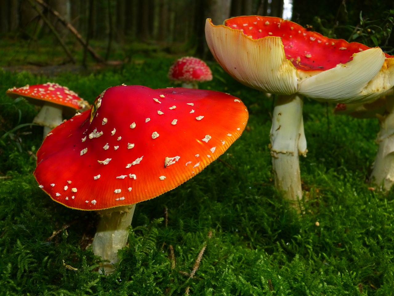 Enjoy the Fungi Season and Help the Science!
