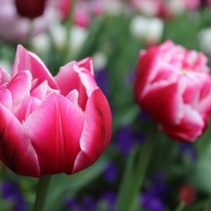 flower, tulips, red-2984757.jpg