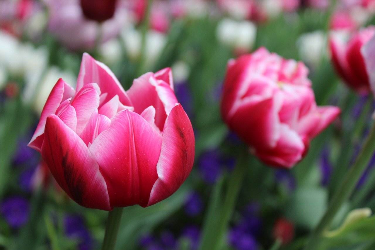 flower, tulips, red-2984757.jpg