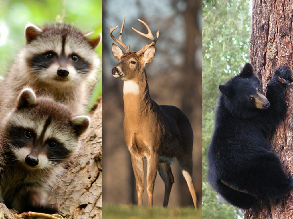 Wild animals in back yard
Former home
United States
What I missed